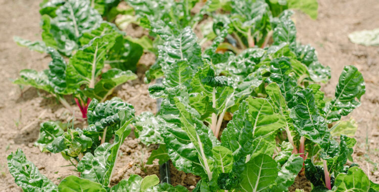 SeraPetrasPhotography_AugugstaHealth-3